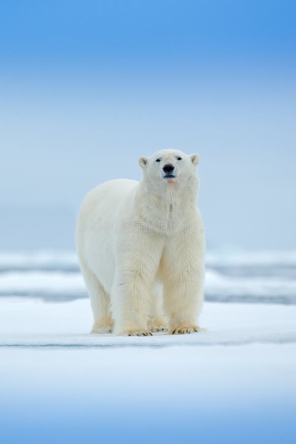 Polar bear on drift ice edge with snow and water in sea. White animal in the nature habitat, north Europe, Svalbard, Norway. Wildl
