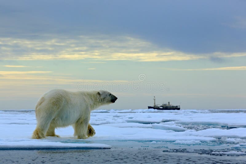 Polar bear on the drift ice with snow, blurred cruise vessel in background, Svalbard, Norway royalty free stock images Polar bear on the drift ice with snow, blurred cruise vessel in background, Svalbard, Norway royalty free stock images