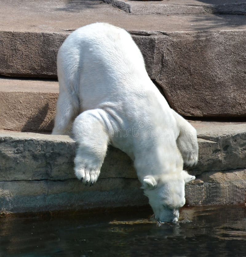 Polar Bear Drinking Water