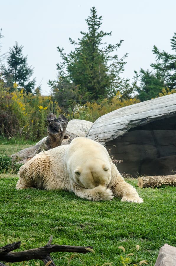 Polar Bear Embarrassed