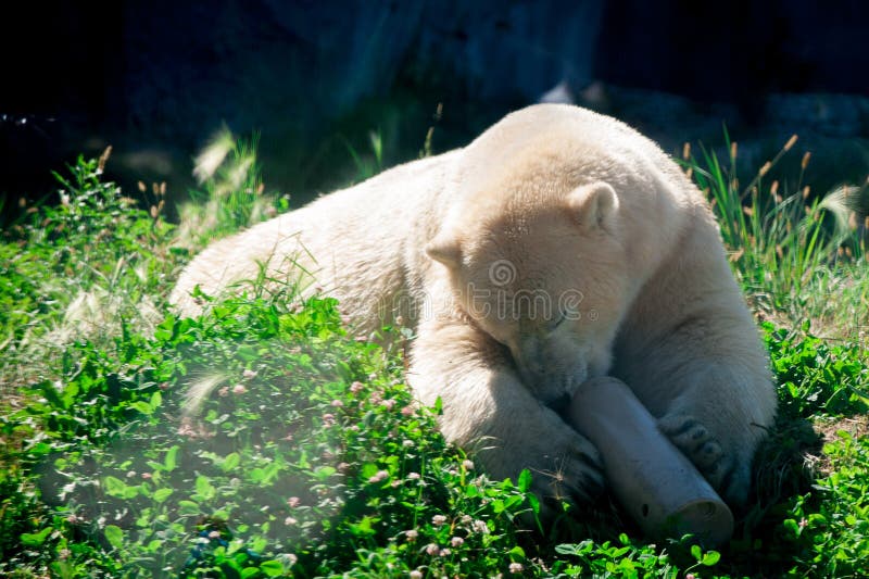 Polar bear royalty free stock photography Polar bear royalty free stock photography