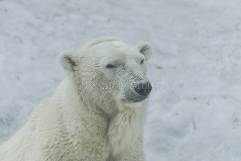 Polar bear head portrait ,ursus maritimus royalty free stock photography Polar bear head portrait ,ursus maritimus royalty free stock photography