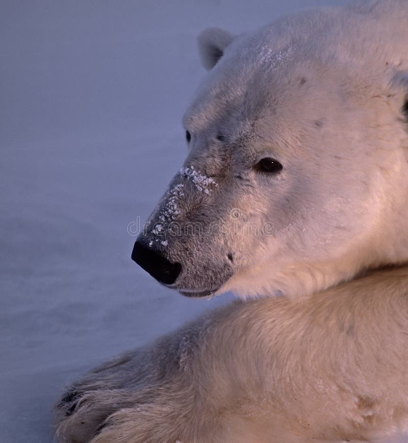 Polar bear head shot stock photo