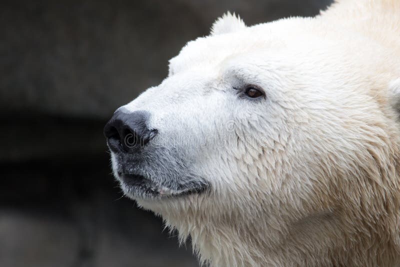 Polar Bear Head Shot stock photography Polar Bear Head Shot stock photography