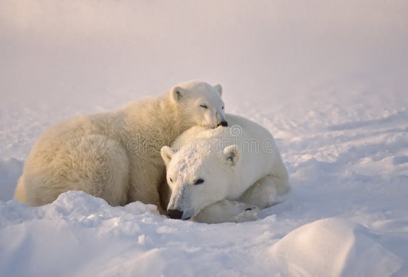 Orso con il suo cucciolo di riposo in un banco di neve.