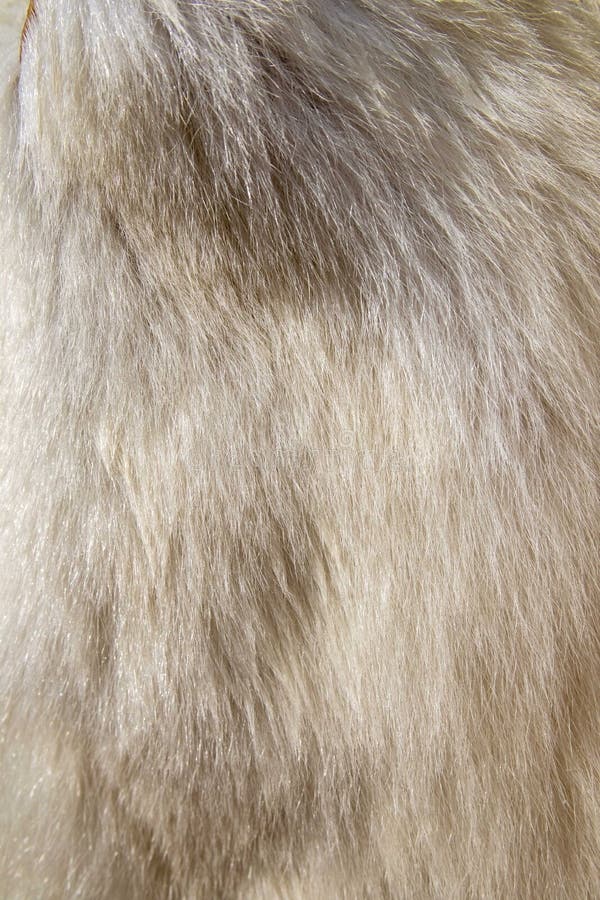 Polar bear hide close up stock image. Image of island 255476487