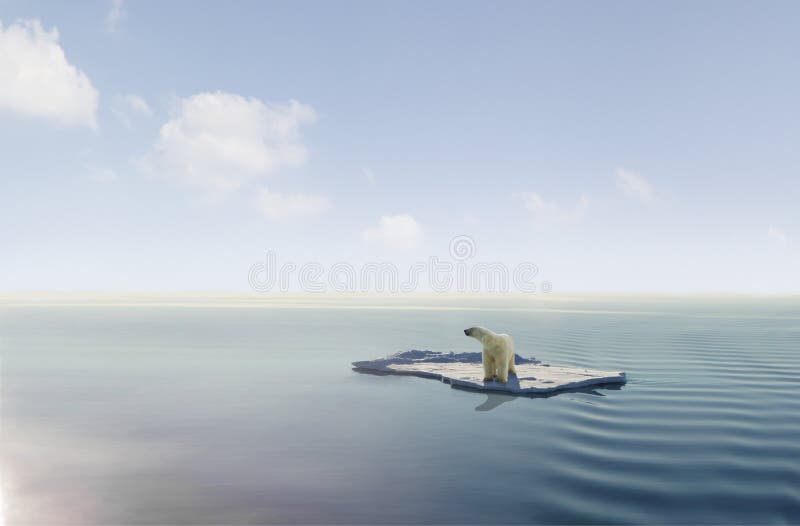 Polar Bear on ice floe stock photo Polar Bear on ice floe stock photo