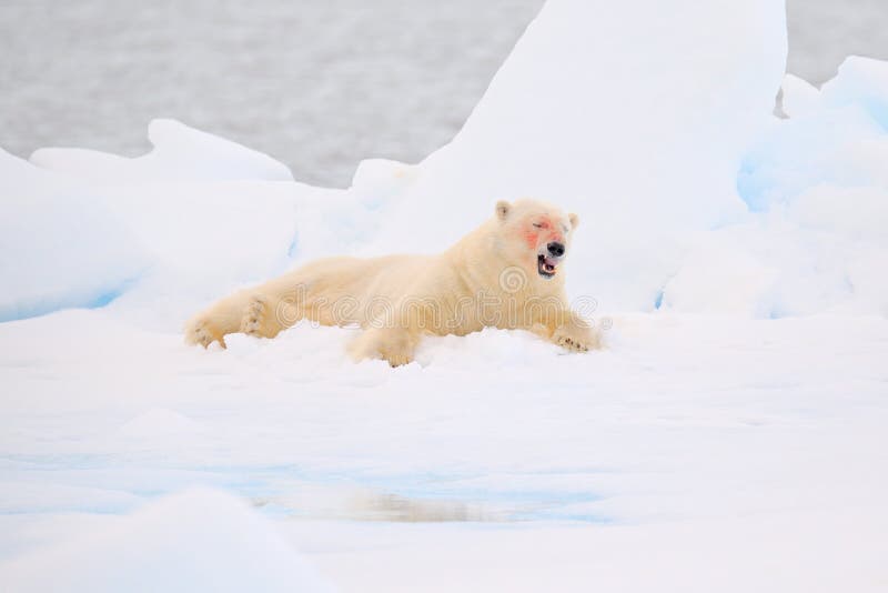 Polar Bear on the Ice. Surfacing Dangerous Polar Bear in Ice with Seal Carcass. Wildlife Action Scene from Arctic Nature Stock Image - Image of canada, nature: 164326895 Polar Bear on the Ice. Surfacing Dangerous Polar Bear in Ice with Seal Carcass. Wildlife Action Scene from Arctic Nature Stock Image - Image of canada, nature: 164326895