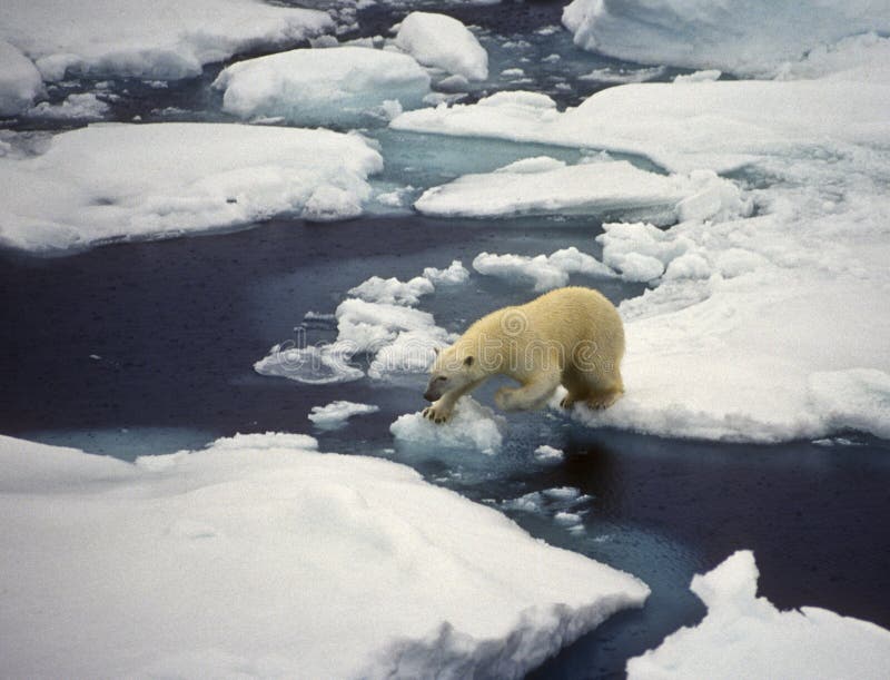 Orso polare in movimento sulle acque coperte dai ghiacci nel Nord dell'Oceano Atlantico, vicino le isole Svalbard, Spitzbergen, Norvegia, affamati e in cerca di cibo.