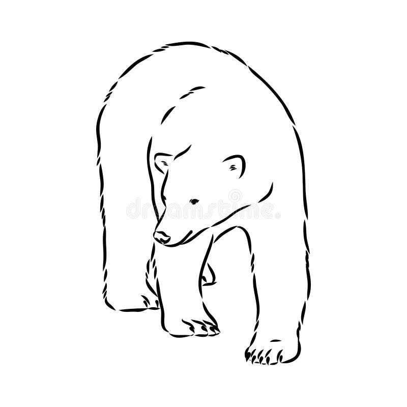 Polar Bear Illustration, Drawing, Engraving, Ink, Line Art, Vector