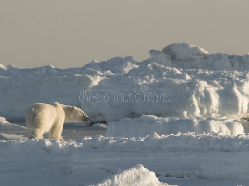 Polar bear, King of the Arctic stock photos Polar bear, King of the Arctic stock photos