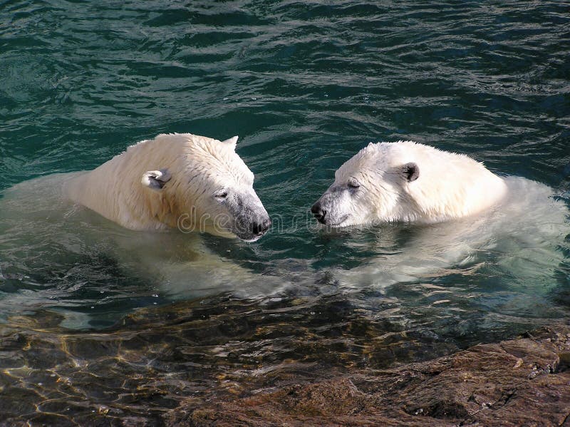 Polar bear in love holding hands stock image Polar bear in love holding hands stock image