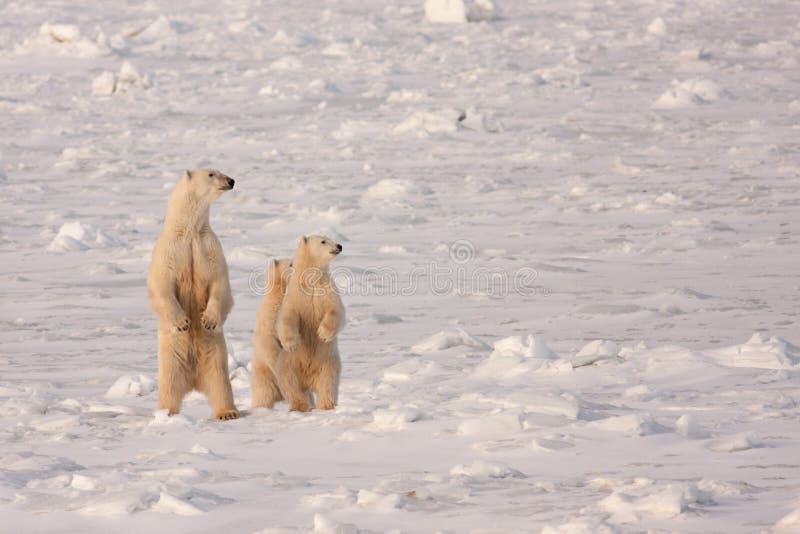 Polar Bear Mother and Cubs Standing on Hind Legs