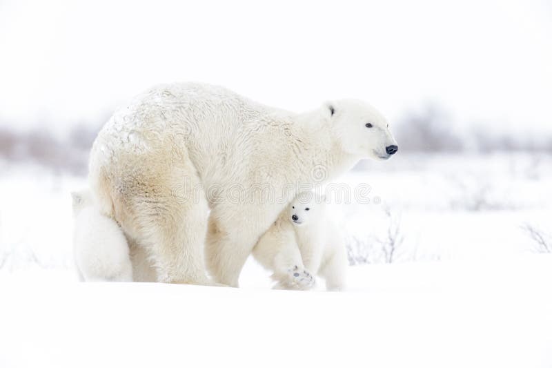 Polar bear mother with two cubs