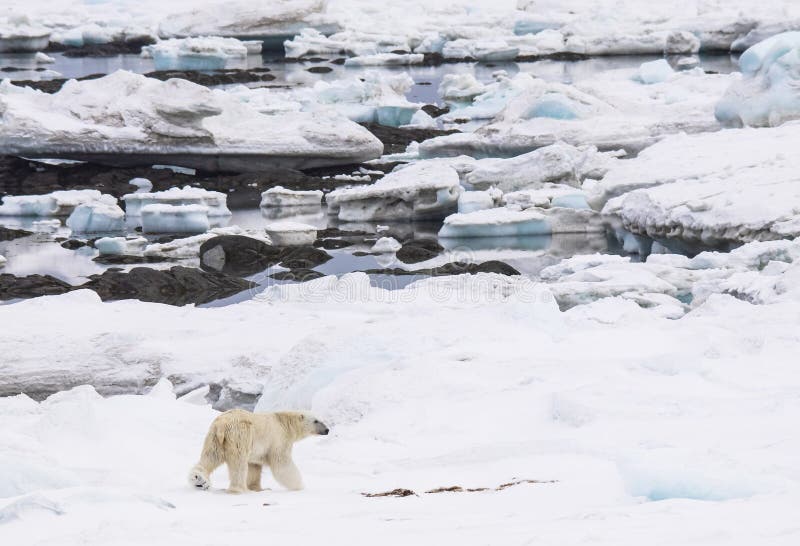 Polar bear in natural environment - Arctic
