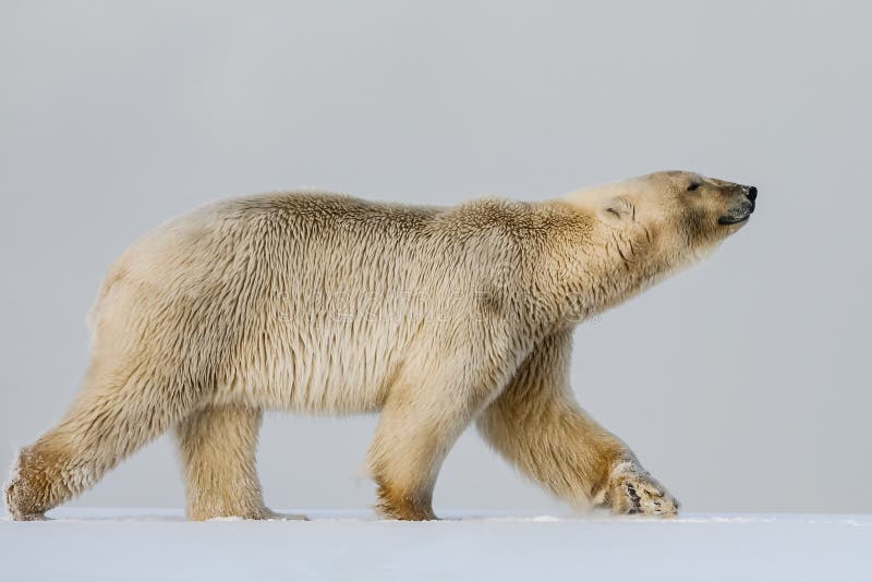 are polar bears predators are polar bears predators
