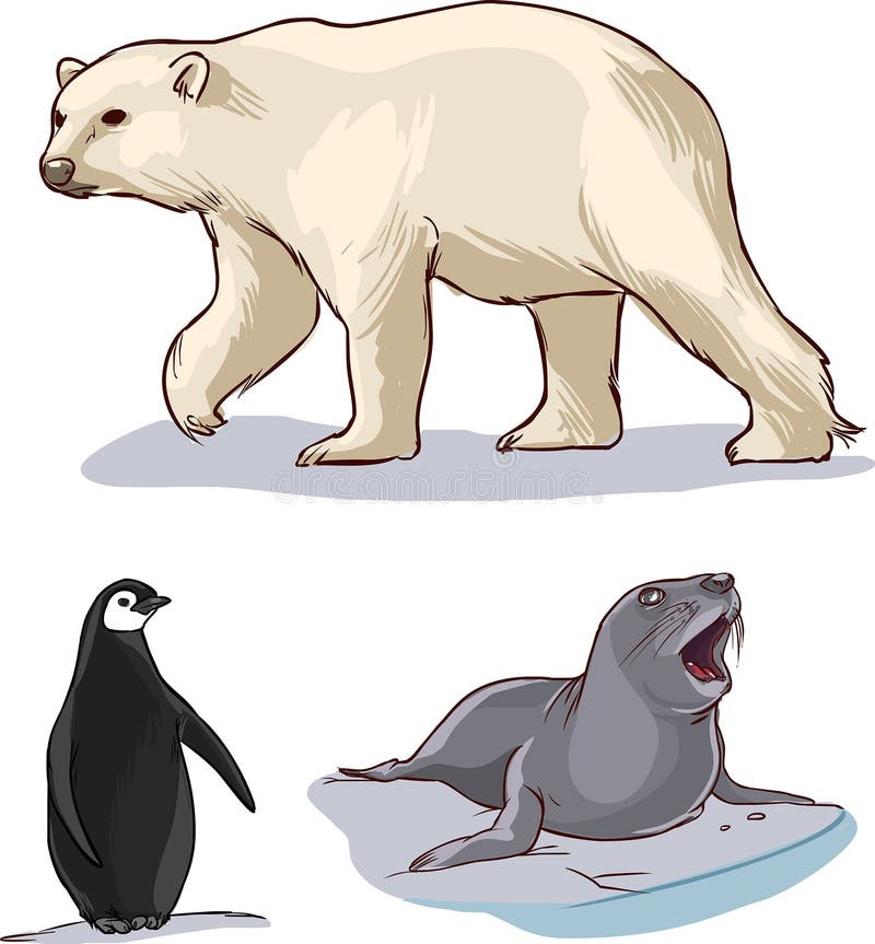 Polar Bear Penguins and Seals Stock Vector Illustration of cartoon
