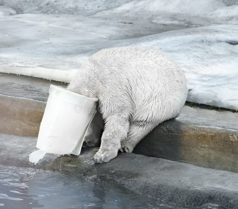 Polar Bear with Plastic Bucket on His Head Stock Image - Image of cold ...