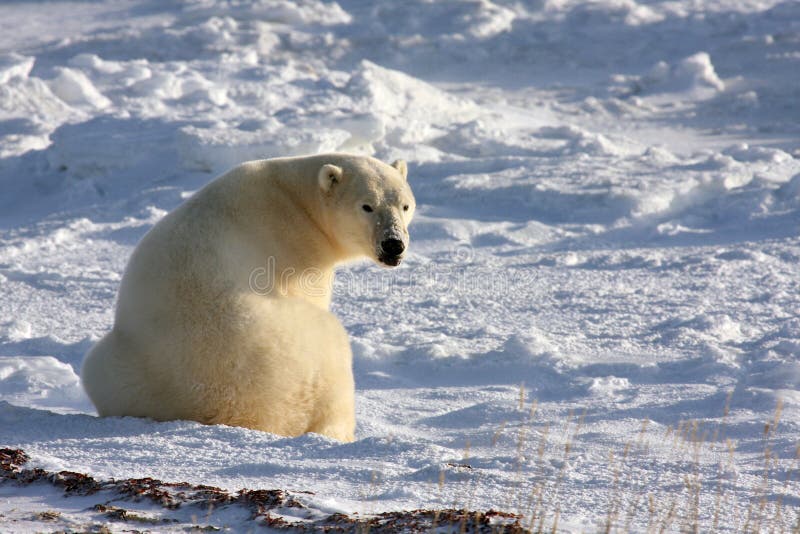 Polar Bear Reacting to a Sound Behind Him