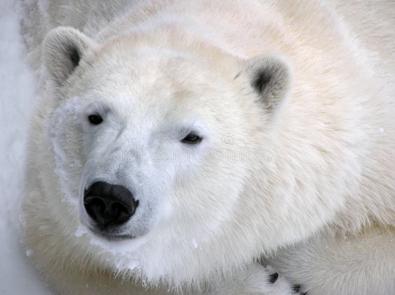 Polar bear ready for a nap portrait
