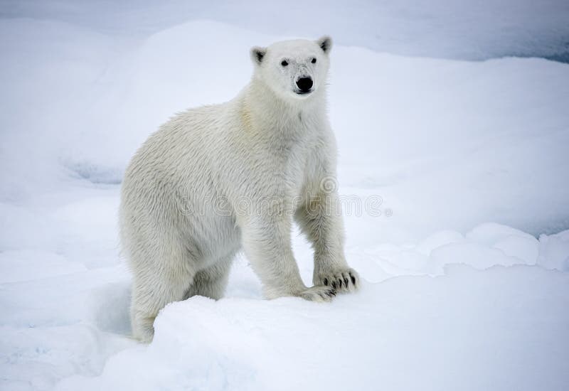 Polar Bear on Sea Ice, Arctic Ocean Stock Image - Image of mammals, endangered: 189169977 Polar Bear on Sea Ice, Arctic Ocean Stock Image - Image of mammals, endangered: 189169977