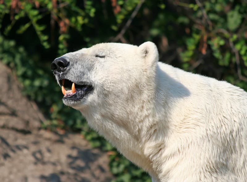 Polar Bear Showing His Teeth Stock Image Image of tooth, wildlife