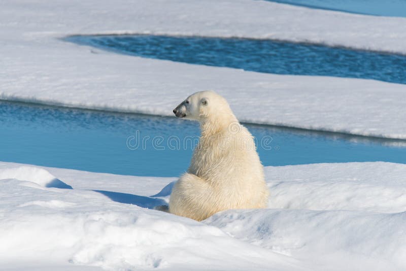 1,266 Polar Bear Sitting Photos Free & RoyaltyFree Stock Photos from