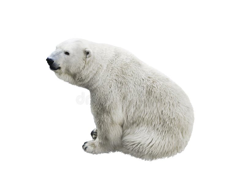 White Polar Bear Sitting stock photo. Image of summer, cute 240512