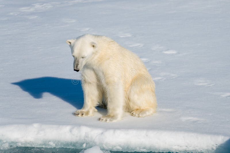 1,599 Polar Bear Sitting Stock Photos Free & RoyaltyFree Stock