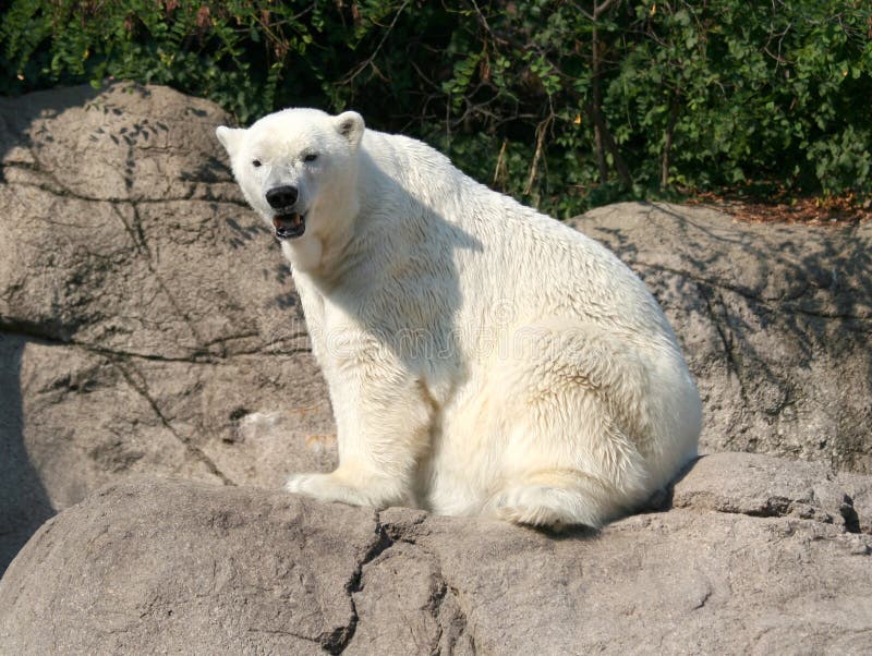 Polar Bear sitting on Rock stock photo. Image of mammal 39134118