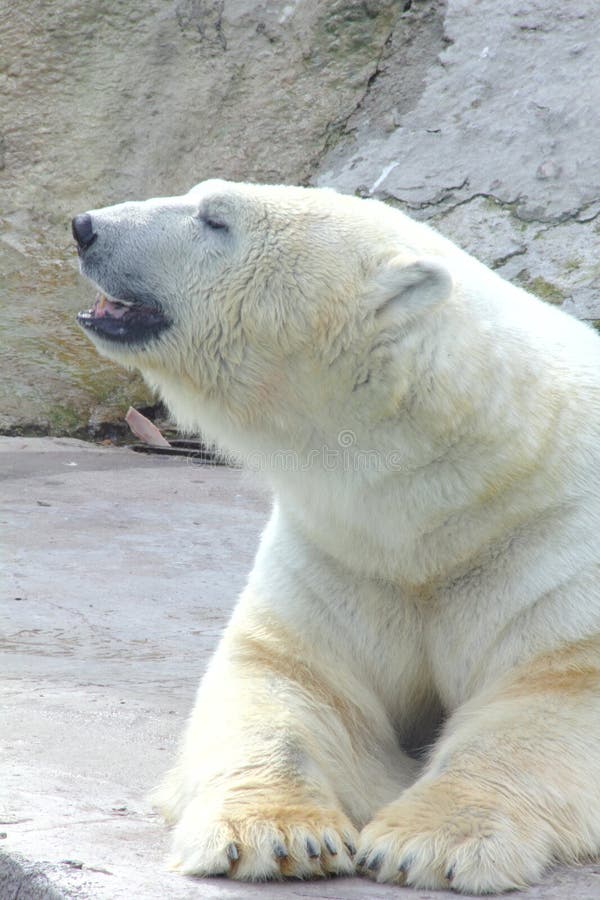 Polar bear.