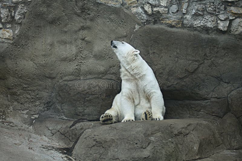 1,599 Polar Bear Sitting Stock Photos Free & RoyaltyFree Stock