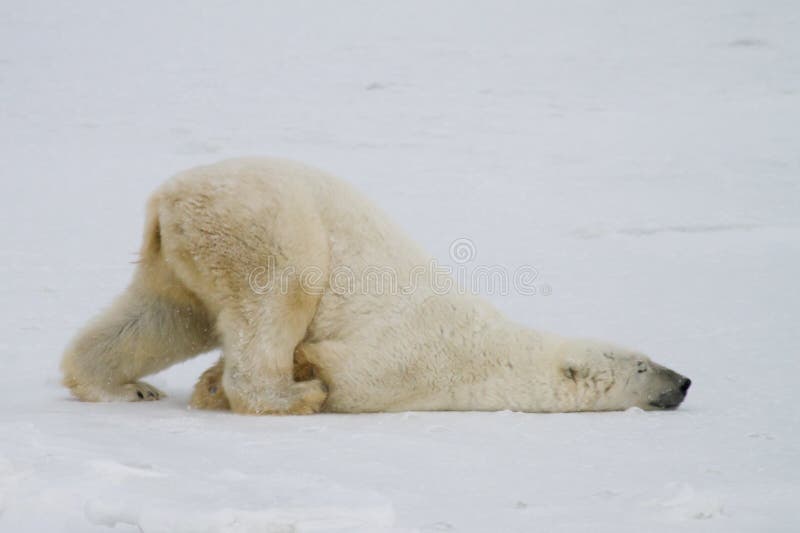Polar Bear Slide Stock Photo Image Of Snow Churchill 64049940