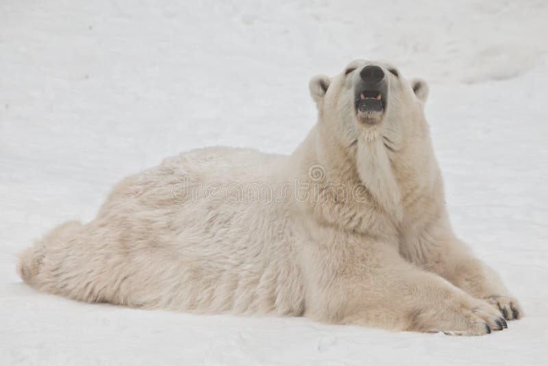 A polar bear on a snow stock photography A polar bear on a snow stock photography