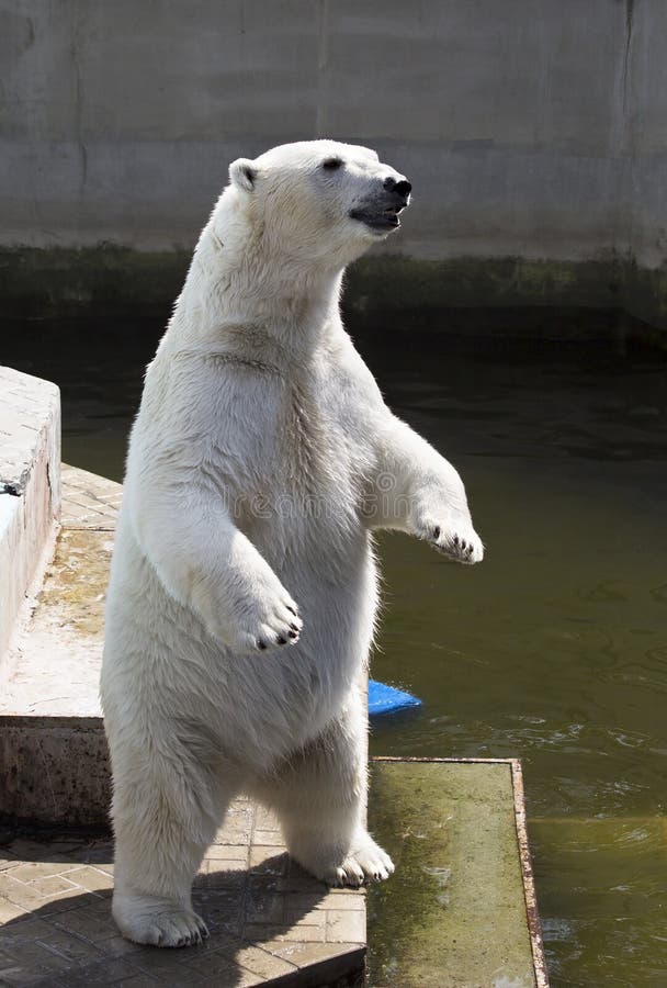 Polar Bear Standing Upright Stock Photo - Image of arctical, cold: 9263772
