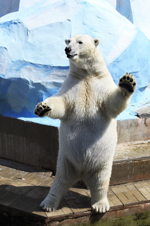 polar bear standing on hind legs