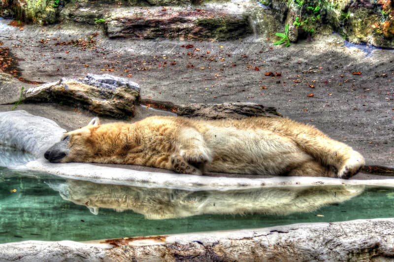 Lední medvěd leží nehybně na velmi horký den v Zoo v Bronxu.