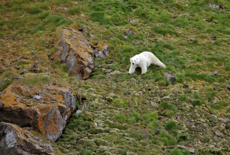 Polar bear in summer Arctic royalty free stock image Polar bear in summer Arctic royalty free stock image