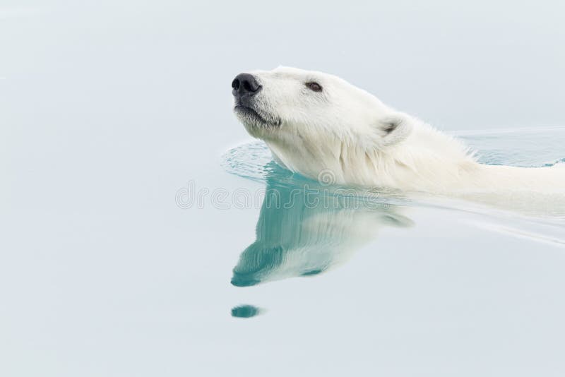 Polar Bear swimming royalty free stock images Polar Bear swimming royalty free stock images