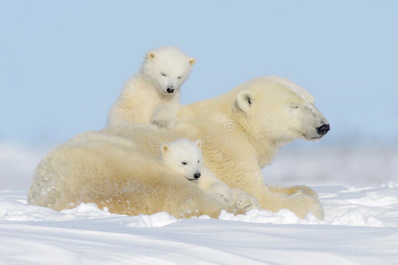 Polar bear (Ursus maritimus) with cubs