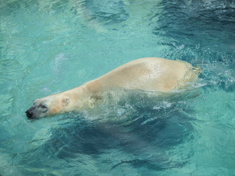 Polar Bear Ursus Maritimus Swimming at NC Zoo Stock Photo Image of