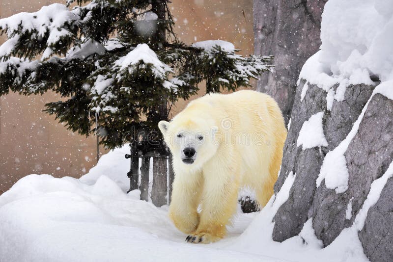 A polar bear walking around rock on snow stock photo A polar bear walking around rock on snow stock photo