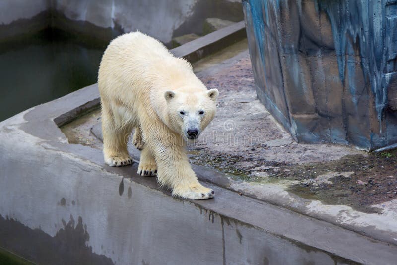 Polar bear walking stock photography Polar bear walking stock photography