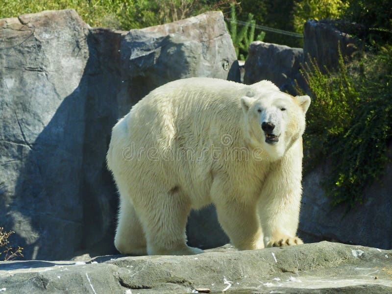 Polar bear stock photo Polar bear stock photo