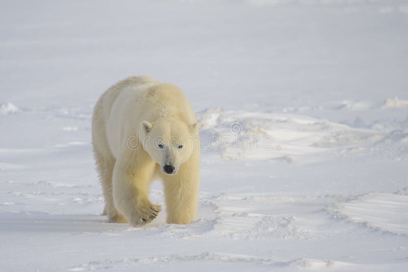 Polar Bear Walking On Sea Ice Stock Image Image Of Mammal Strong