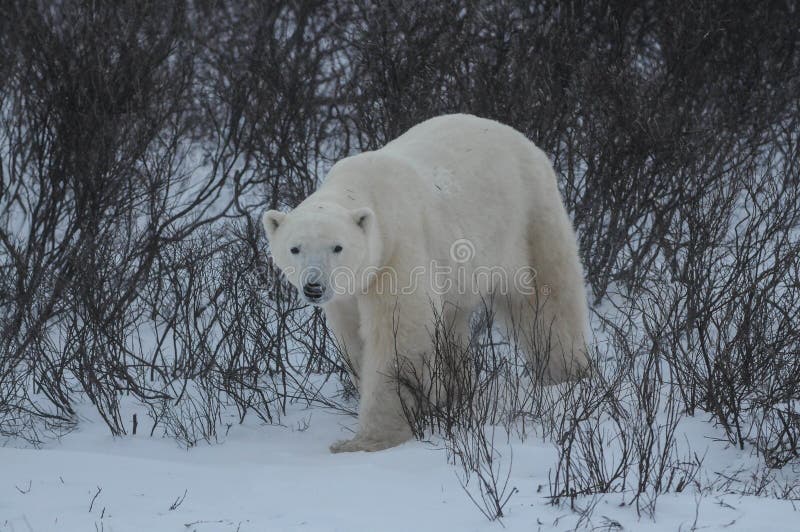 Polar Bear