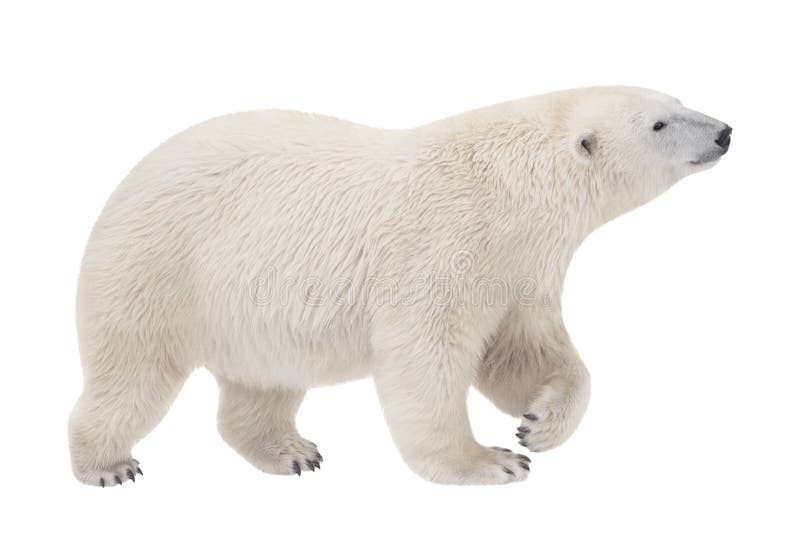 Polar Bear royalty free stock image
