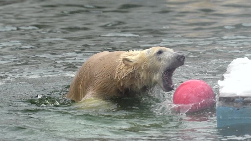Polar bear in winter landscape at snowfall, swimming in cold water across broken ice. Young polar bear play with ball in