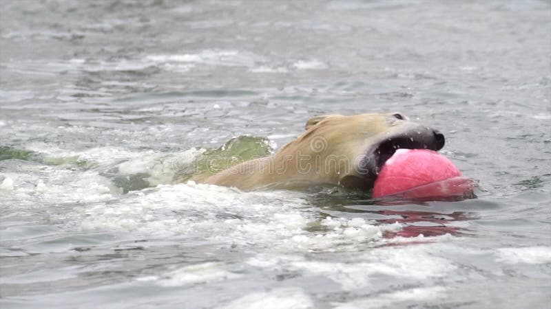 Polar bear in winter landscape at snowfall, swimming in cold water across broken ice. Young polar bear play with ball in