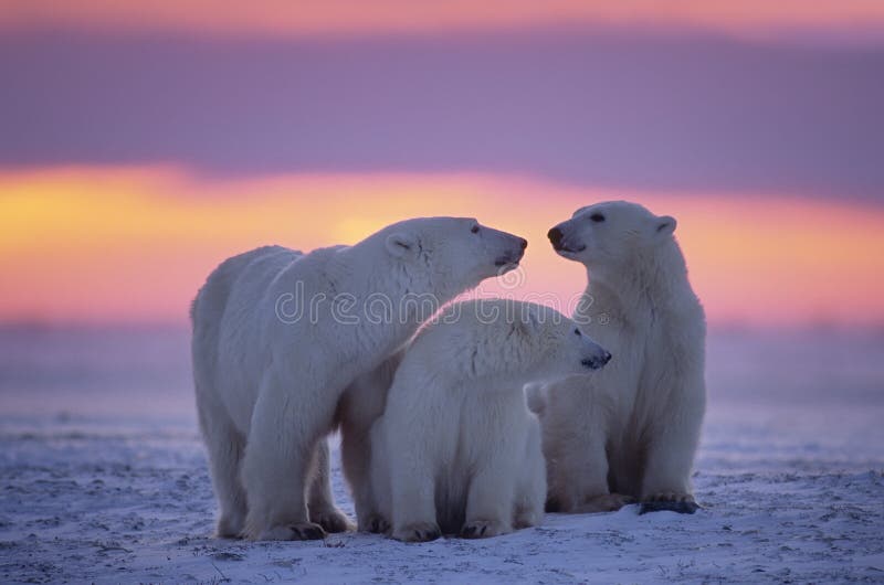 Famiglia di orsi polari nell'Artico Canadese tramonto.